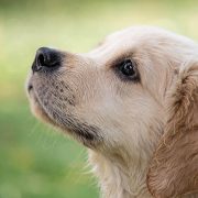 dog, animal, puppy
